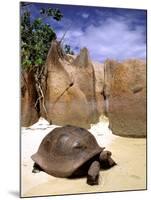 Aldabran Giant Tortoise, Curieuse Island, Seychelles, Africa-Pete Oxford-Mounted Photographic Print