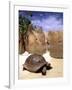 Aldabran Giant Tortoise, Curieuse Island, Seychelles, Africa-Pete Oxford-Framed Photographic Print