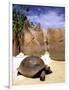 Aldabran Giant Tortoise, Curieuse Island, Seychelles, Africa-Pete Oxford-Framed Photographic Print