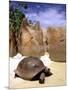 Aldabran Giant Tortoise, Curieuse Island, Seychelles, Africa-Pete Oxford-Mounted Photographic Print