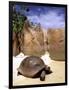 Aldabran Giant Tortoise, Curieuse Island, Seychelles, Africa-Pete Oxford-Framed Photographic Print