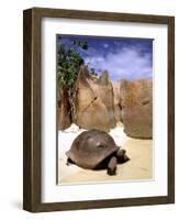 Aldabran Giant Tortoise, Curieuse Island, Seychelles, Africa-Pete Oxford-Framed Photographic Print