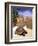 Aldabran Giant Tortoise, Curieuse Island, Seychelles, Africa-Pete Oxford-Framed Photographic Print