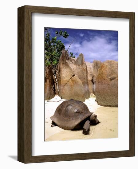 Aldabran Giant Tortoise, Curieuse Island, Seychelles, Africa-Pete Oxford-Framed Photographic Print