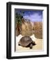 Aldabran Giant Tortoise, Curieuse Island, Seychelles, Africa-Pete Oxford-Framed Photographic Print