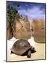 Aldabran Giant Tortoise, Curieuse Island, Seychelles, Africa-Pete Oxford-Mounted Photographic Print