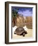 Aldabran Giant Tortoise, Curieuse Island, Seychelles, Africa-Pete Oxford-Framed Premium Photographic Print