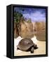 Aldabran Giant Tortoise, Curieuse Island, Seychelles, Africa-Pete Oxford-Framed Stretched Canvas