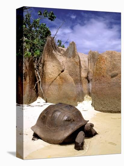 Aldabran Giant Tortoise, Curieuse Island, Seychelles, Africa-Pete Oxford-Stretched Canvas