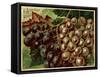 Alden Fruit Vinegar, Grapes Postcard Advertisement-null-Framed Stretched Canvas