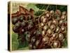 Alden Fruit Vinegar, Grapes Postcard Advertisement-null-Stretched Canvas