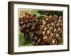 Alden Fruit Vinegar, Grapes Postcard Advertisement-null-Framed Giclee Print