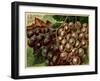 Alden Fruit Vinegar, Grapes Postcard Advertisement-null-Framed Giclee Print