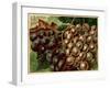 Alden Fruit Vinegar, Grapes Postcard Advertisement-null-Framed Giclee Print