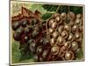 Alden Fruit Vinegar, Grapes Postcard Advertisement-null-Mounted Giclee Print