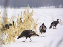 A Flock of Wild Turkey Pick Over a Corn Field in Williston, Vermont, Wednesday, March 5, 2003-Alden Pellett-Stretched Canvas