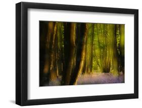 Alder (Alnus Glutinosa) Wood With Bluebells (Hyacinthoides Non-Scripta) Multiple Exposure. Argyll-Fergus Gill-Framed Photographic Print