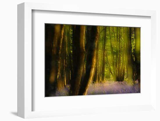 Alder (Alnus Glutinosa) Wood With Bluebells (Hyacinthoides Non-Scripta) Multiple Exposure. Argyll-Fergus Gill-Framed Photographic Print