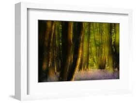 Alder (Alnus Glutinosa) Wood With Bluebells (Hyacinthoides Non-Scripta) Multiple Exposure. Argyll-Fergus Gill-Framed Photographic Print