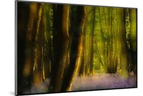 Alder (Alnus Glutinosa) Wood With Bluebells (Hyacinthoides Non-Scripta) Multiple Exposure. Argyll-Fergus Gill-Mounted Photographic Print