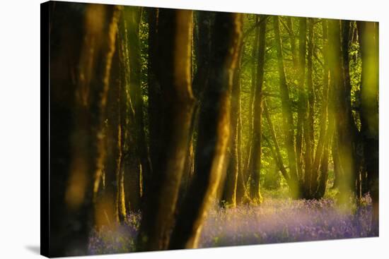 Alder (Alnus Glutinosa) Wood With Bluebells (Hyacinthoides Non-Scripta) Multiple Exposure. Argyll-Fergus Gill-Stretched Canvas