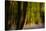 Alder (Alnus Glutinosa) Wood With Bluebells (Hyacinthoides Non-Scripta) Multiple Exposure. Argyll-Fergus Gill-Stretched Canvas