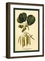 Alder, Catkins and Foliage-W.h.j. Boot-Framed Art Print