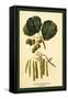Alder, Catkins and Foliage-W.h.j. Boot-Framed Stretched Canvas