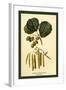 Alder, Catkins and Foliage-W.h.j. Boot-Framed Art Print