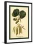 Alder, Catkins and Foliage-W.h.j. Boot-Framed Art Print