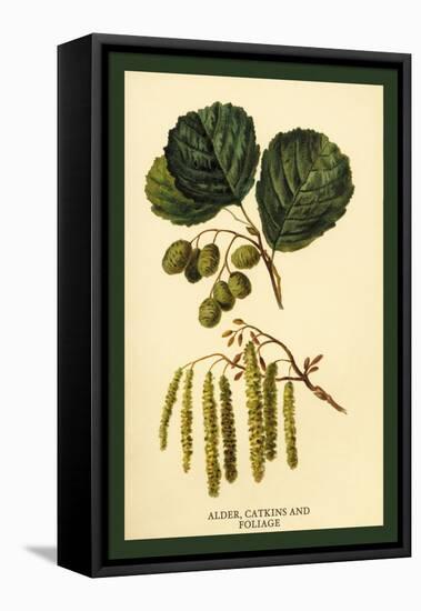 Alder, Catkins and Foliage-W.h.j. Boot-Framed Stretched Canvas