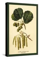 Alder, Catkins and Foliage-W.h.j. Boot-Stretched Canvas
