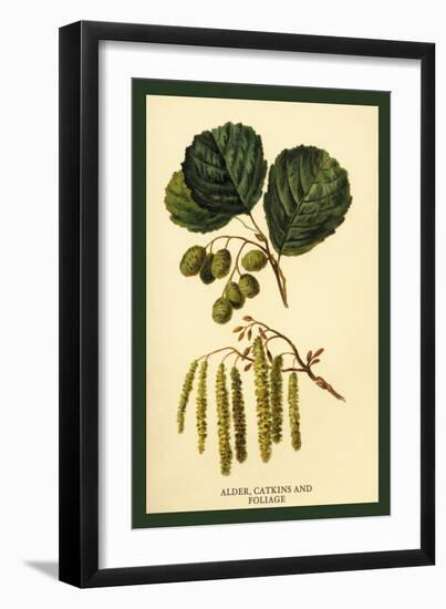 Alder, Catkins and Foliage-W.h.j. Boot-Framed Art Print