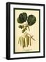 Alder, Catkins and Foliage-W.h.j. Boot-Framed Art Print
