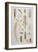 Alder Fly-null-Framed Art Print