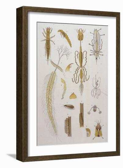 Alder Fly-null-Framed Art Print