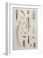 Alder Fly-null-Framed Art Print