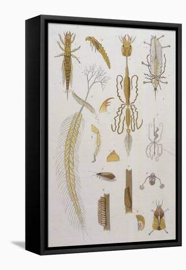 Alder Fly-null-Framed Stretched Canvas