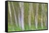 Alder Forest I-Kathy Mahan-Framed Stretched Canvas