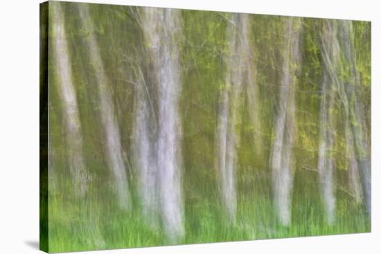 Alder Forest I-Kathy Mahan-Stretched Canvas
