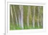 Alder Forest I-Kathy Mahan-Framed Photographic Print