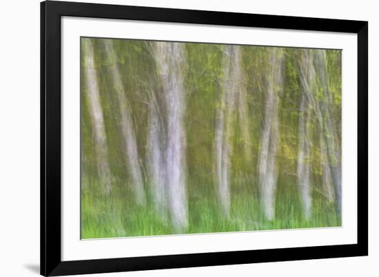 Alder Forest I-Kathy Mahan-Framed Photographic Print