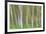 Alder Forest I-Kathy Mahan-Framed Photographic Print