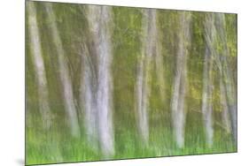 Alder Forest I-Kathy Mahan-Mounted Photographic Print