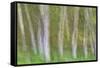 Alder Forest I-Kathy Mahan-Framed Stretched Canvas