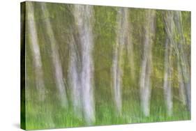 Alder Forest I-Kathy Mahan-Stretched Canvas