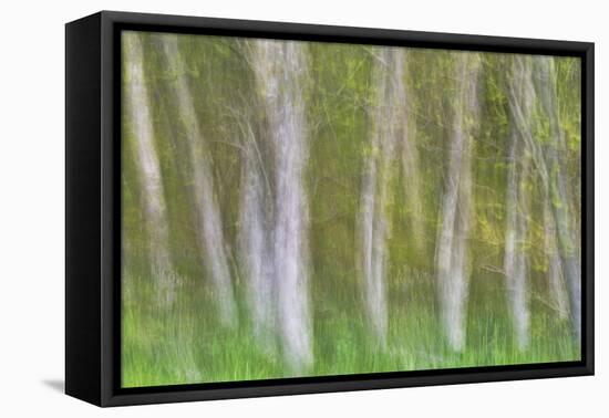 Alder Forest I-Kathy Mahan-Framed Stretched Canvas