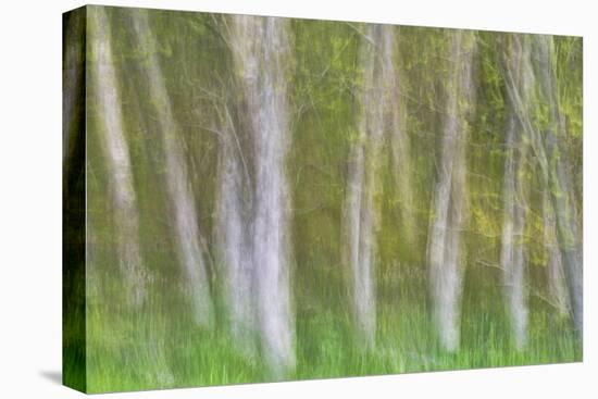 Alder Forest I-Kathy Mahan-Stretched Canvas