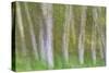 Alder Forest I-Kathy Mahan-Stretched Canvas