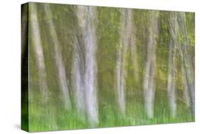 Alder Forest I-Kathy Mahan-Stretched Canvas